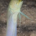 jawfish_yellowhead_bw_wc_v_0309_tci1233.jpg